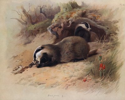 Das door Archibald Thorburn
